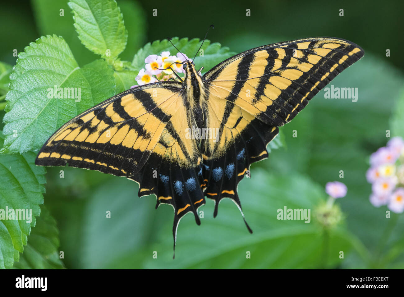 Eine zweiseitige Schwalbenschwanz, Papilio Multicaudata, Fütterung auf eine Blume. Stockfoto