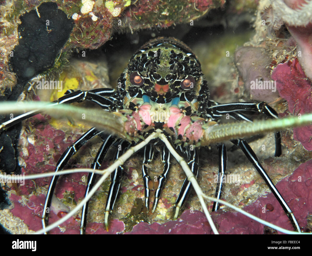 Meer-Hummer nisten in einer kleinen Höhle Stockfoto