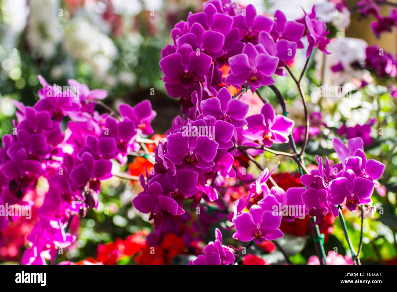 Rosa Orchideen im Garten Stockfoto