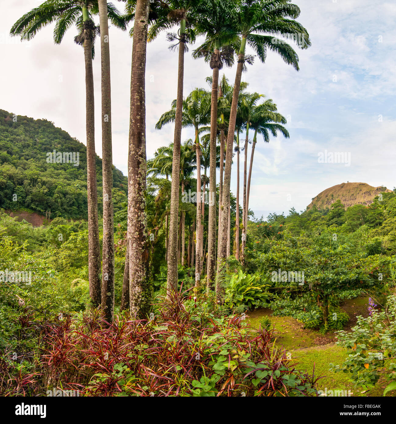 Karibik-Insel - Riese Palm von Dominica Stockfoto