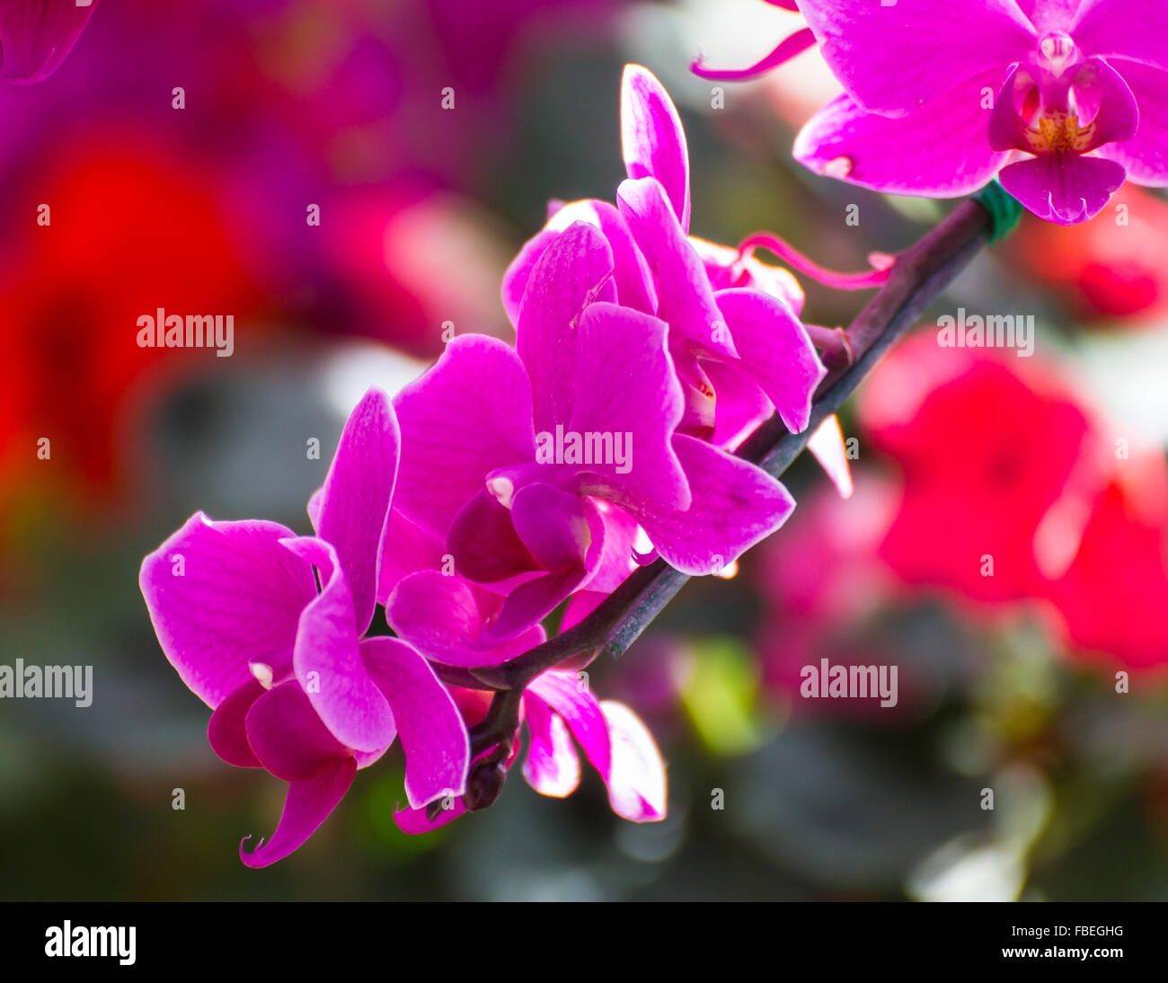 Rosa Orchideen im Garten Stockfoto