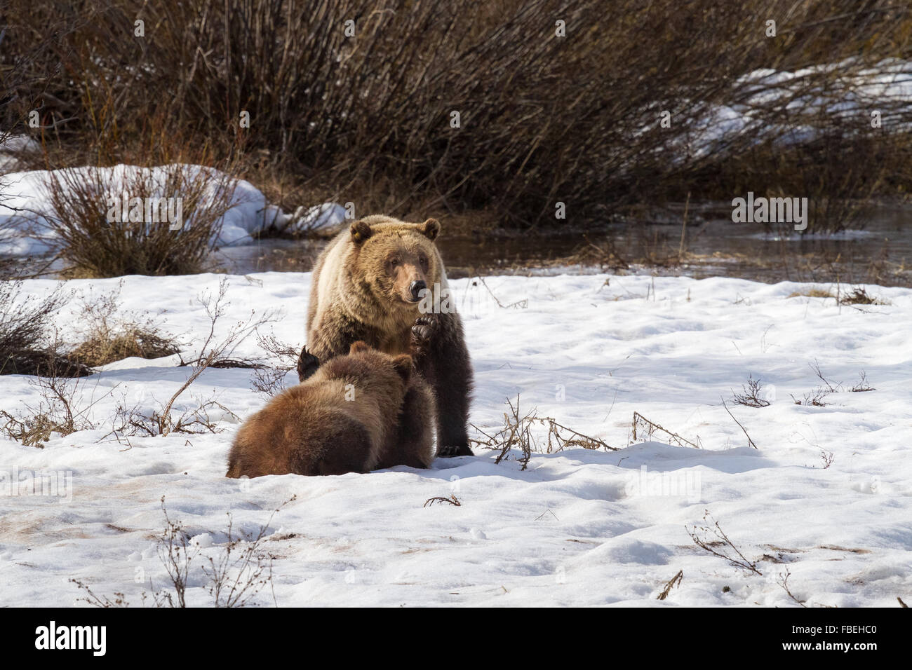 Grizzly Bear #610 und zwei ihrer drei jungen spielen im Schnee in Grand Teton Nationalpark, Wyoming. Stockfoto