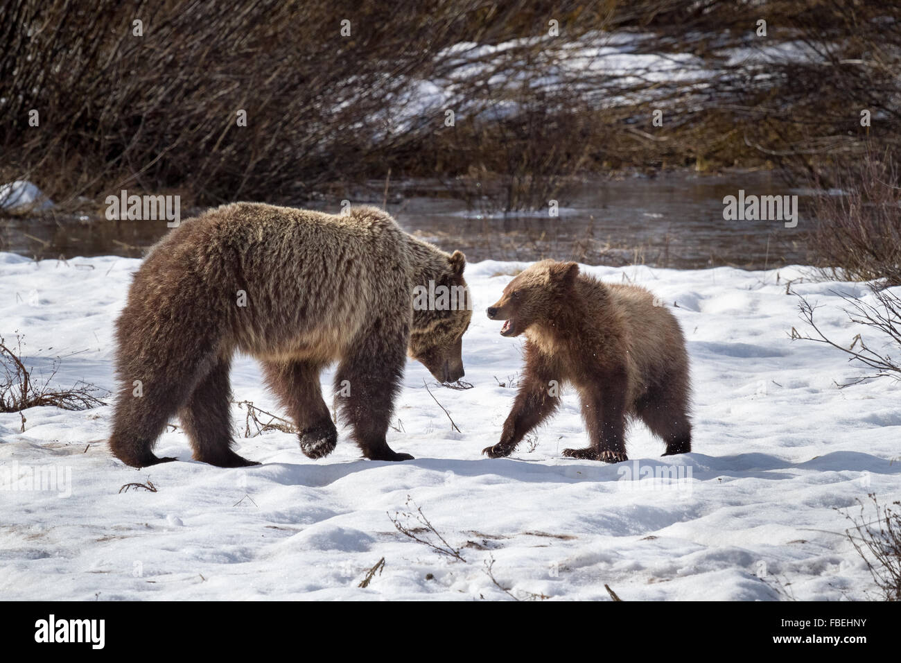 Grizzly Bear #610 und eines ihrer drei jungen spielen im Schnee in Grand Teton Nationalpark, Wyoming. Stockfoto