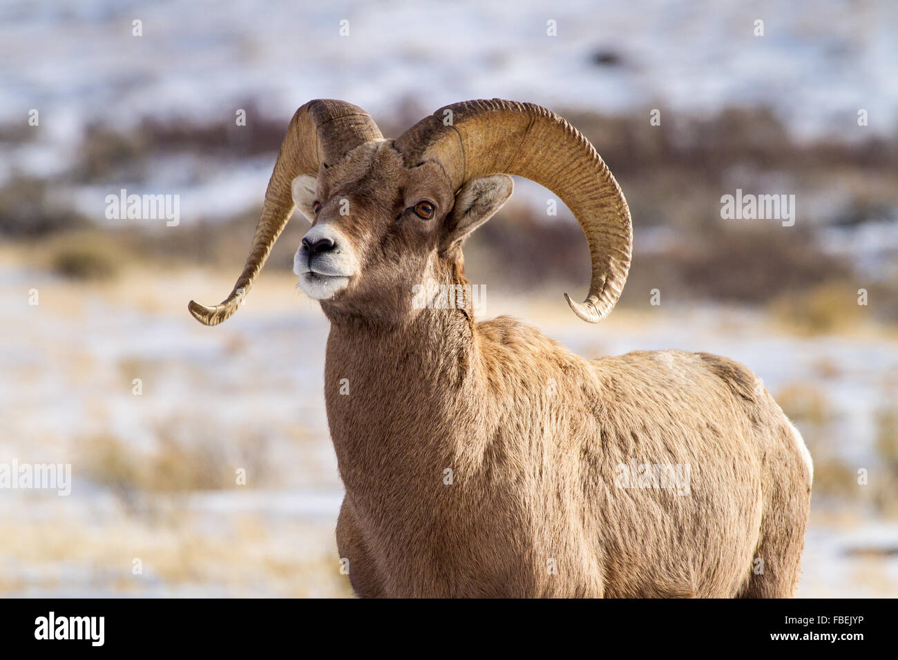 Ein Dickhornschaf mit große, geschwungene Hörner erhebt sich majestätisch in die National Elk Refuge in Jackson Hole, Wyoming. Stockfoto