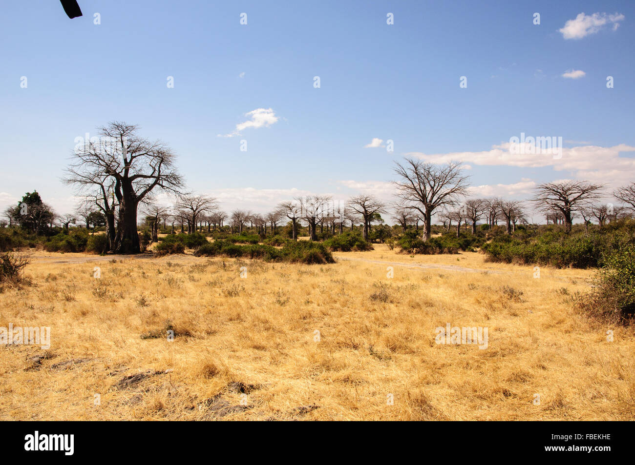 Afrikanischen Busch in Ruaha Stockfoto