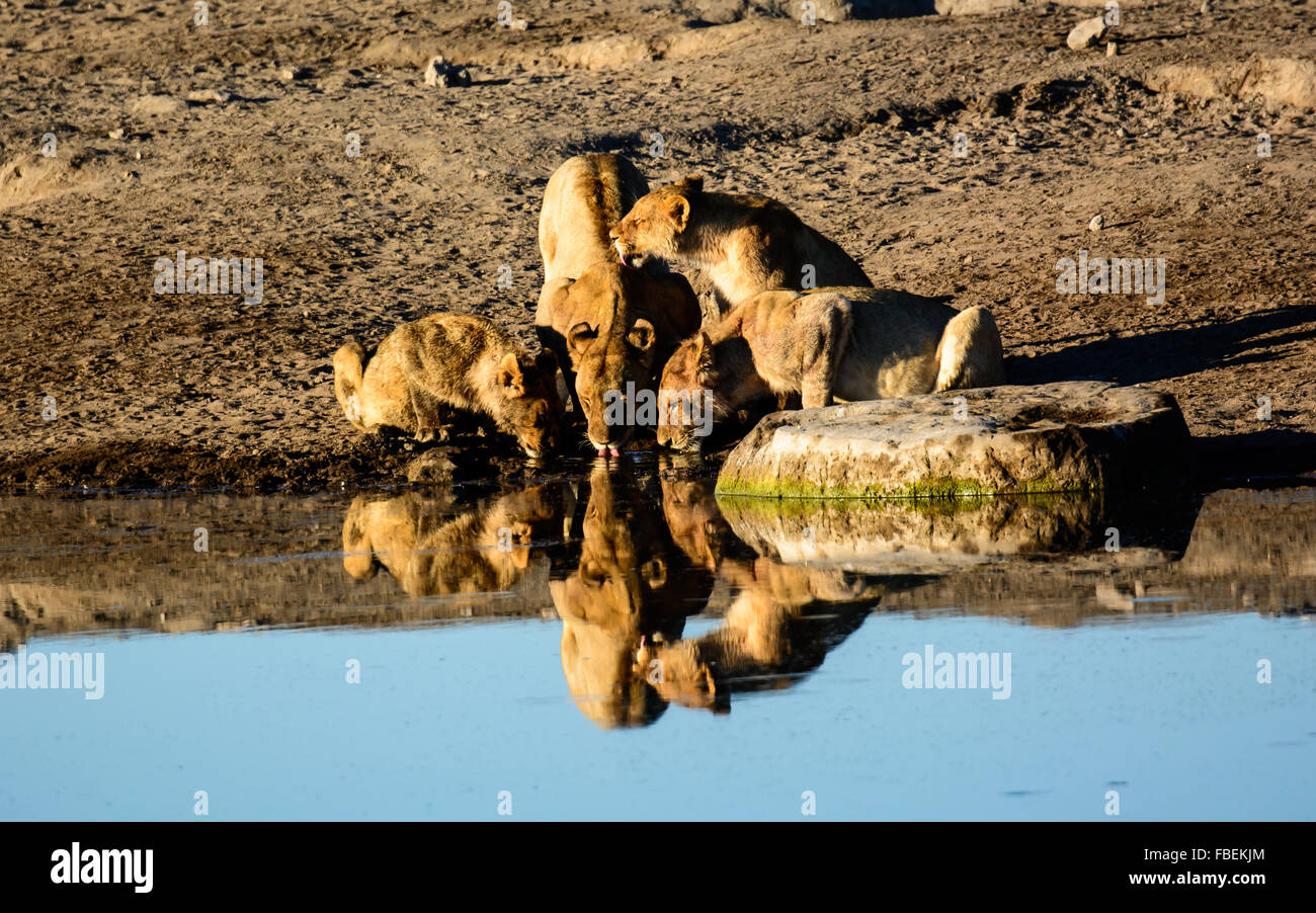 Eine Löwenfamilie und deren Reflexionen an einer Wasserstelle zu trinken Stockfoto