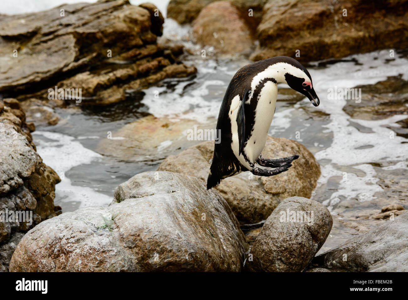 Eine afrikanische Pinguin Sprung in der Luft gefangen Stockfoto