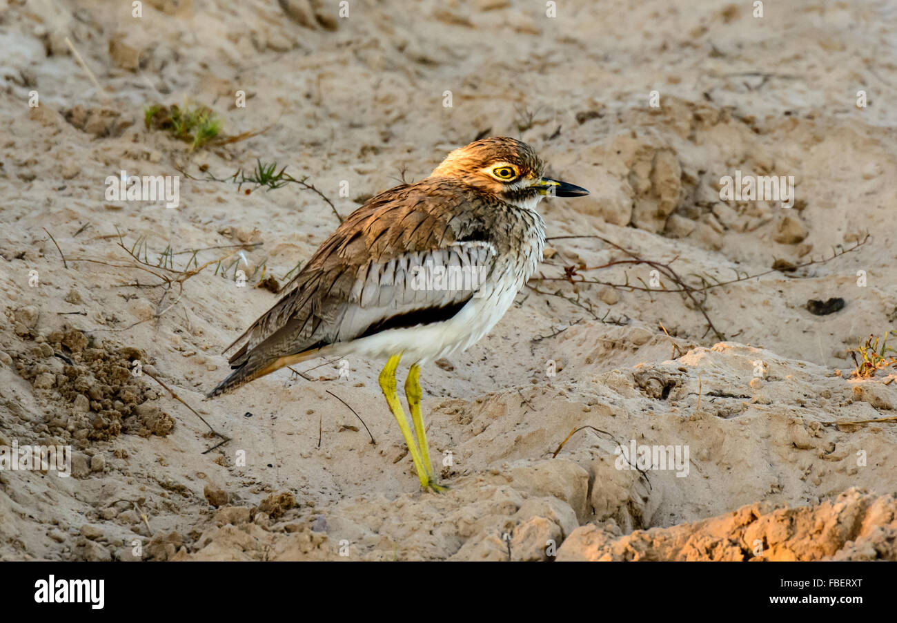 Wasser Thick-knee stehen auf der Uferlinie Stockfoto