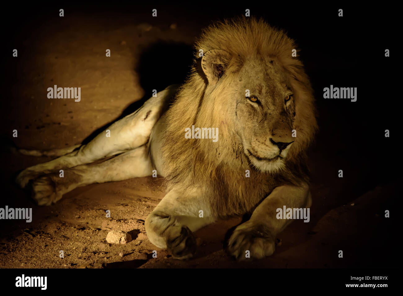 Majestätische männlichen Löwen in der Nacht Stockfoto