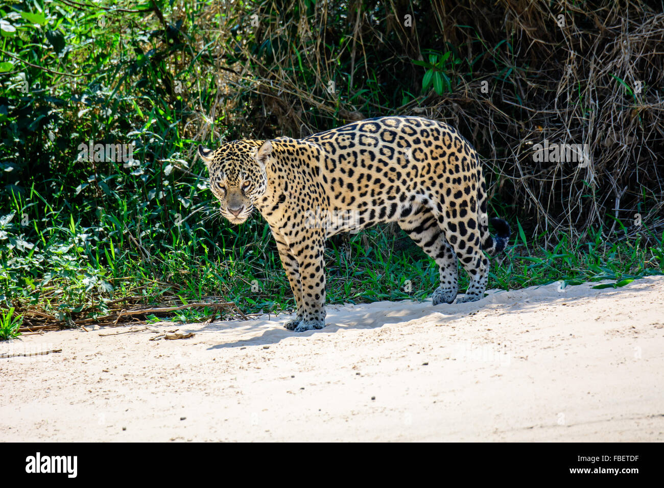 Männliche Jaguar starrte Stockfoto