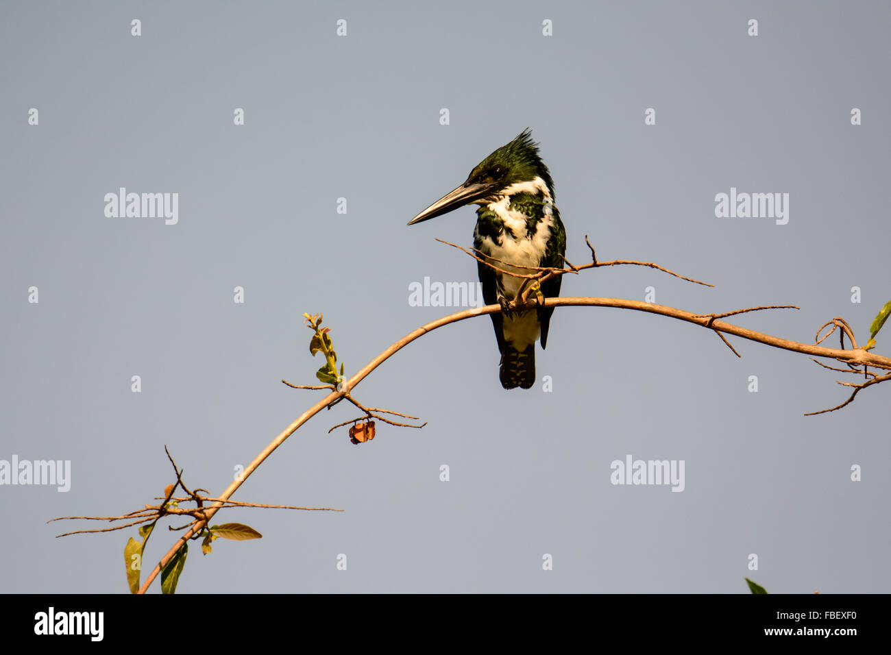 Grün-Kingfisher thront auf einem Zweig Stockfoto