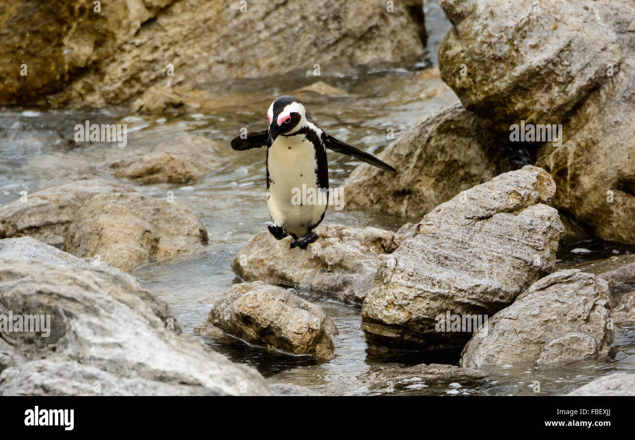 Afrikanische Pinguin in der Luft Stockfoto