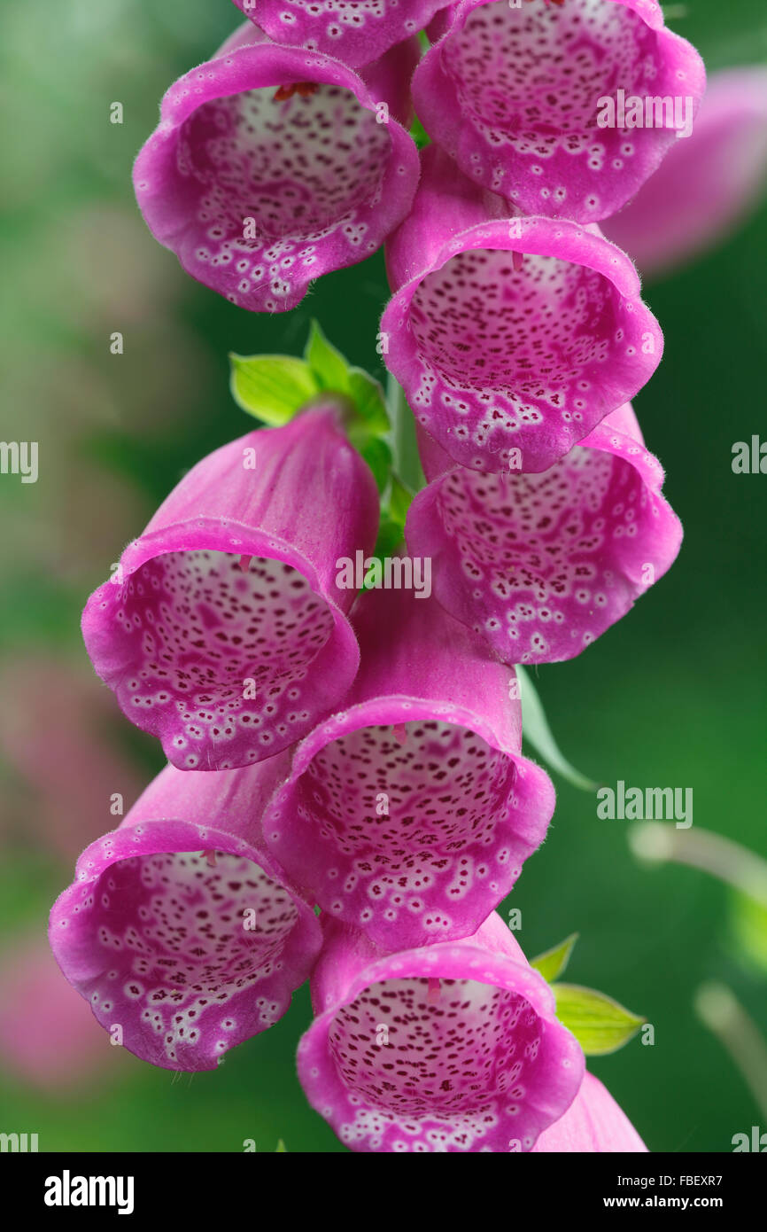 Fingerhut, lateinisch: Digitalis purpurea Stockfoto