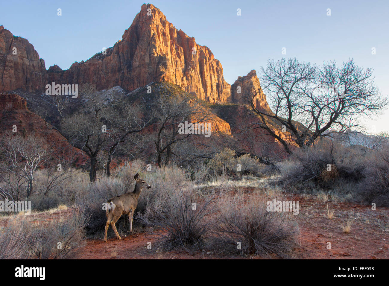 Hirsche und der Wächter, Zion Nationalpark Stockfoto