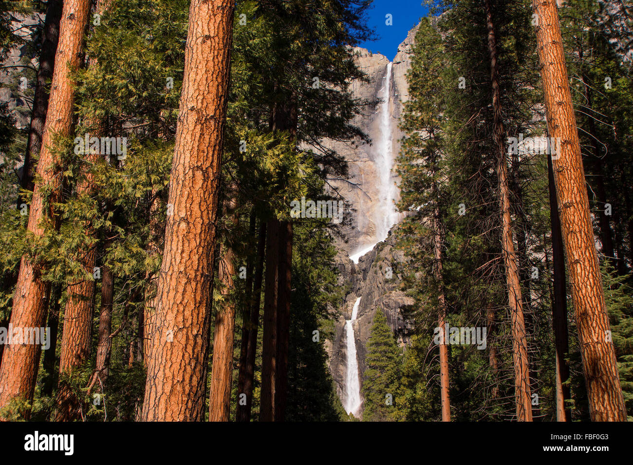 Yosemite Wasserfälle und Mammutbäume Stockfoto