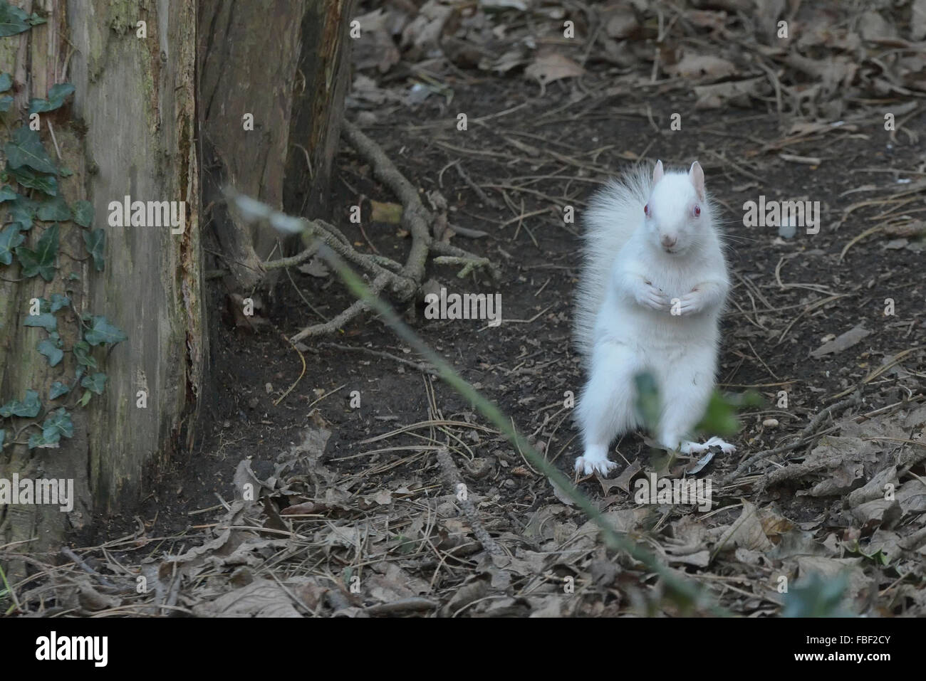 Hastings, England. 15. Januar 2016. Eine seltene albino Eichhörnchen im Alexandra Park, Hastings, East Sussex, England entdeckt. UK. Stockfoto
