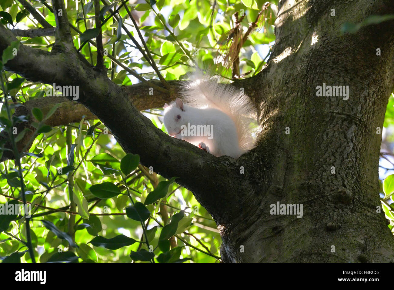 Hastings, England. 15. Januar 2016. Eine seltene albino Eichhörnchen im Alexandra Park, Hastings, East Sussex, England entdeckt. UK. Stockfoto