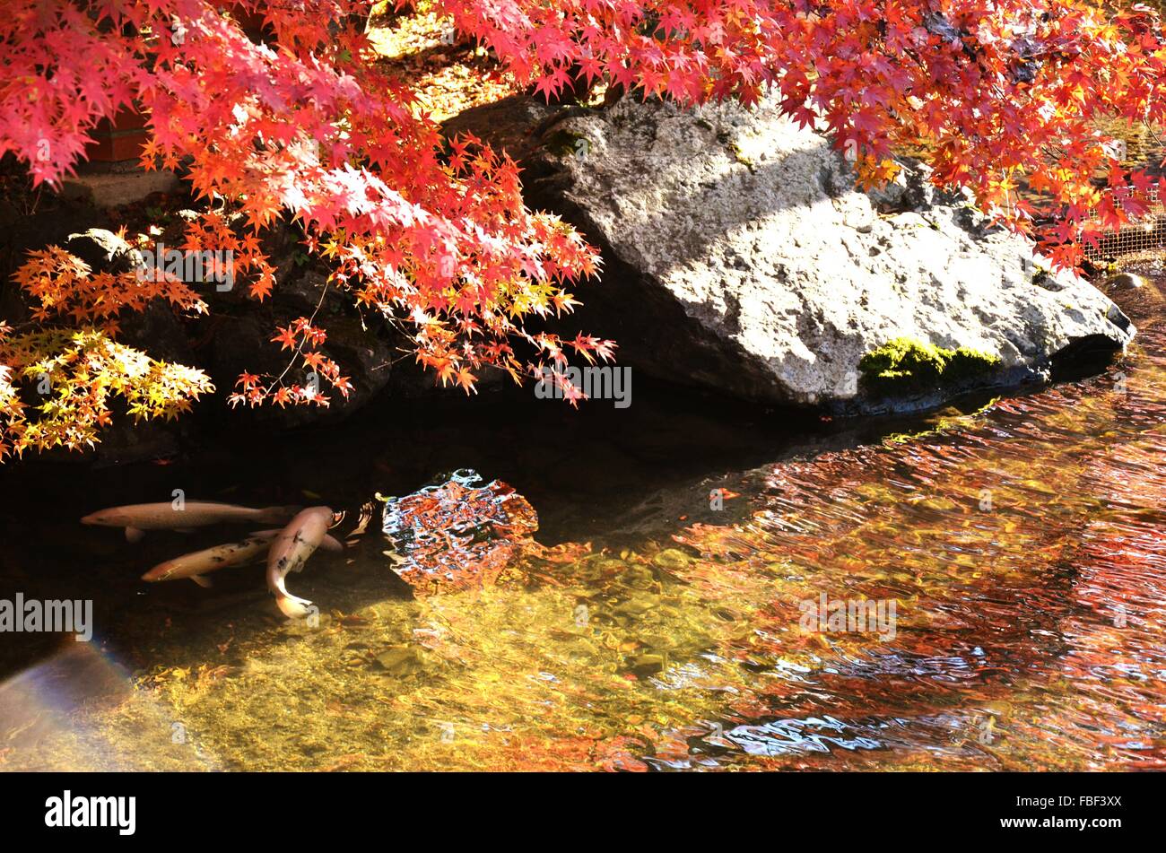 Koi Pond Autumn Stockfotos und bilder Kaufen Alamy