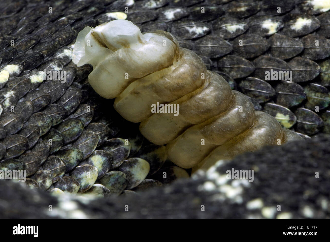 Nahaufnahme von Rattler und gekielte Schuppen der Klapperschlange Arizona schwarz / black Diamantklapperschlange (Crotalus Oreganus Cerberus), USA Stockfoto