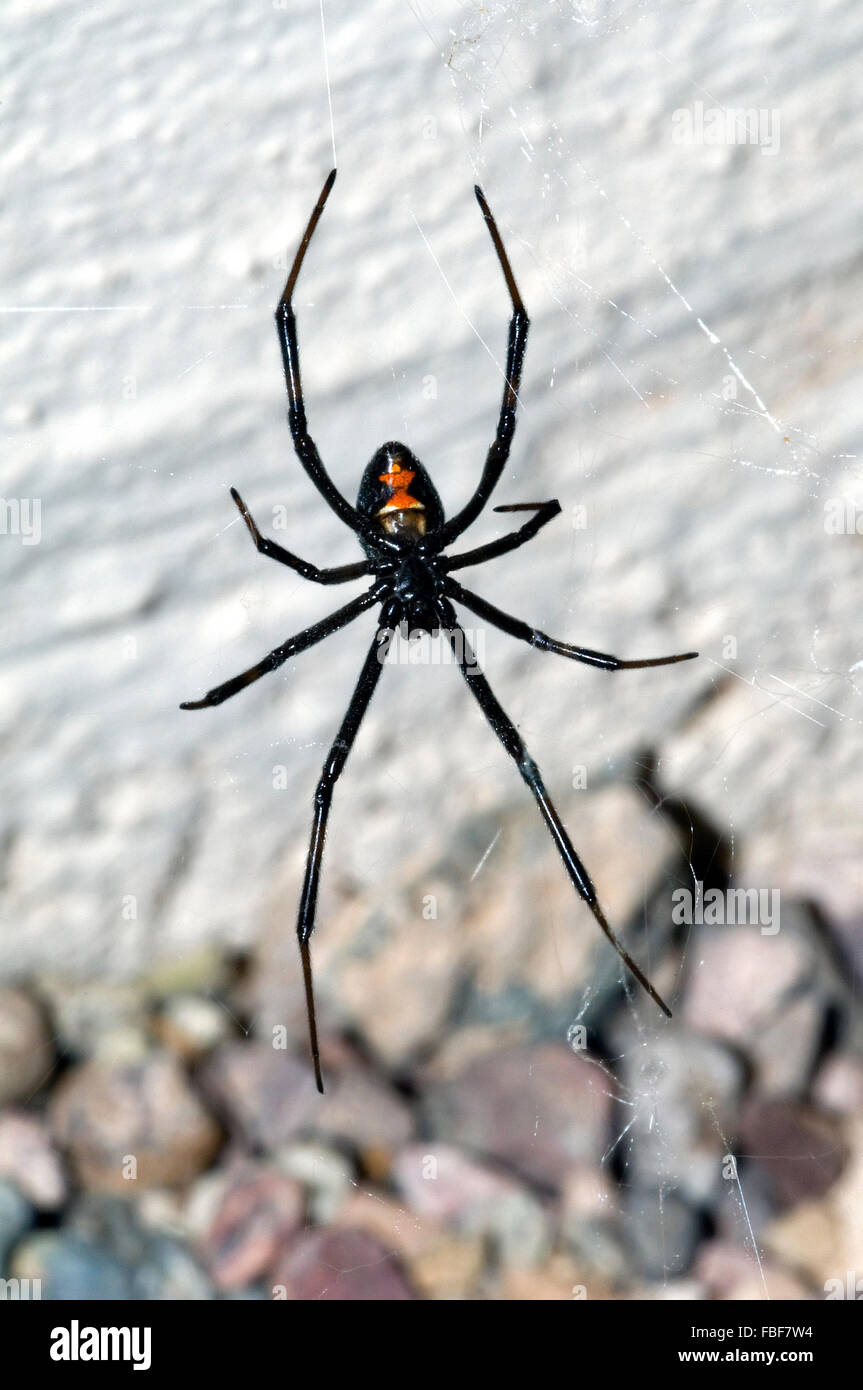 Westliche schwarze Witwe Spinne / westlichen Witwe (Latrodectus Hesperus) Ventral view von