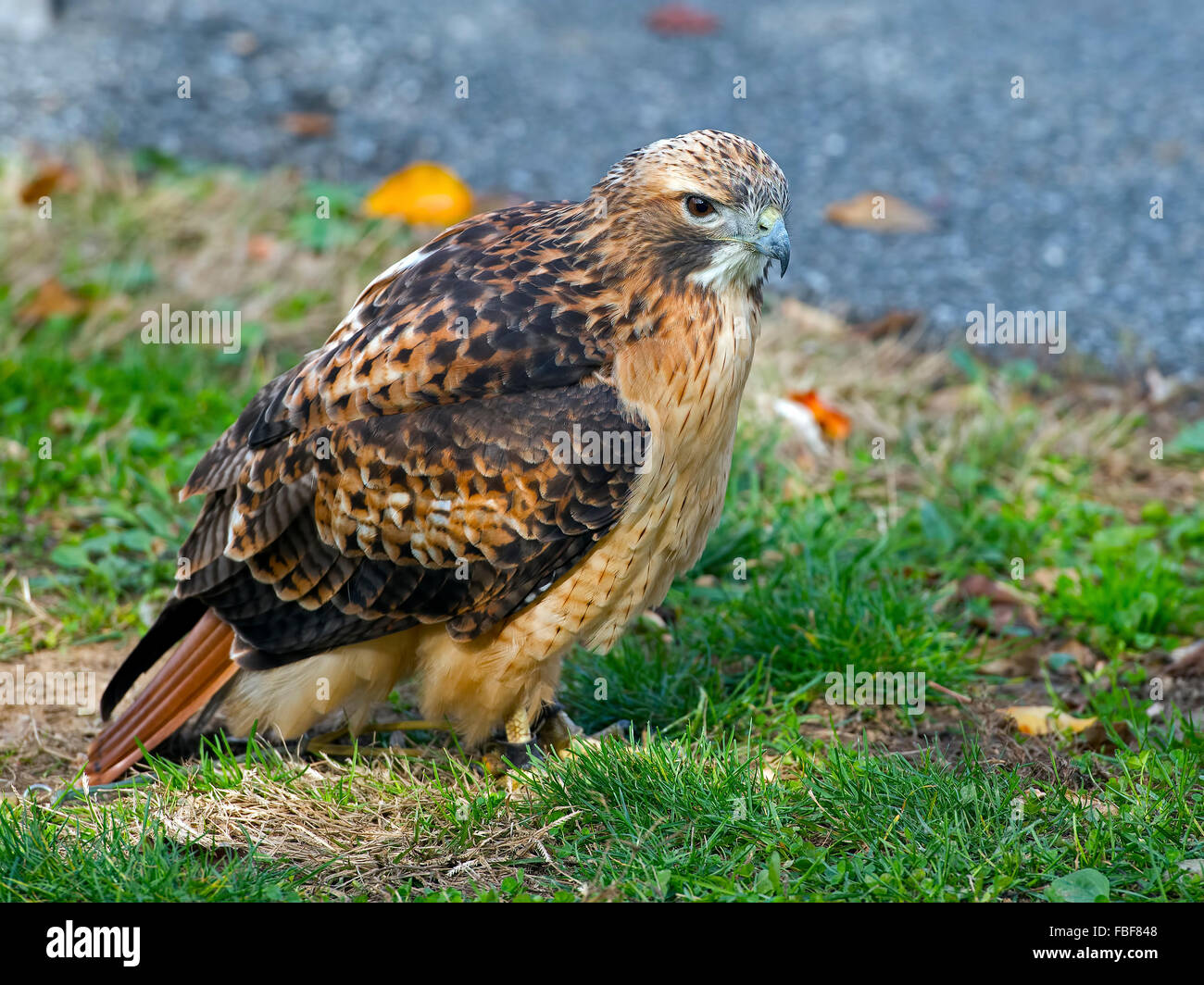 Rot - angebundener Falke Stockfoto