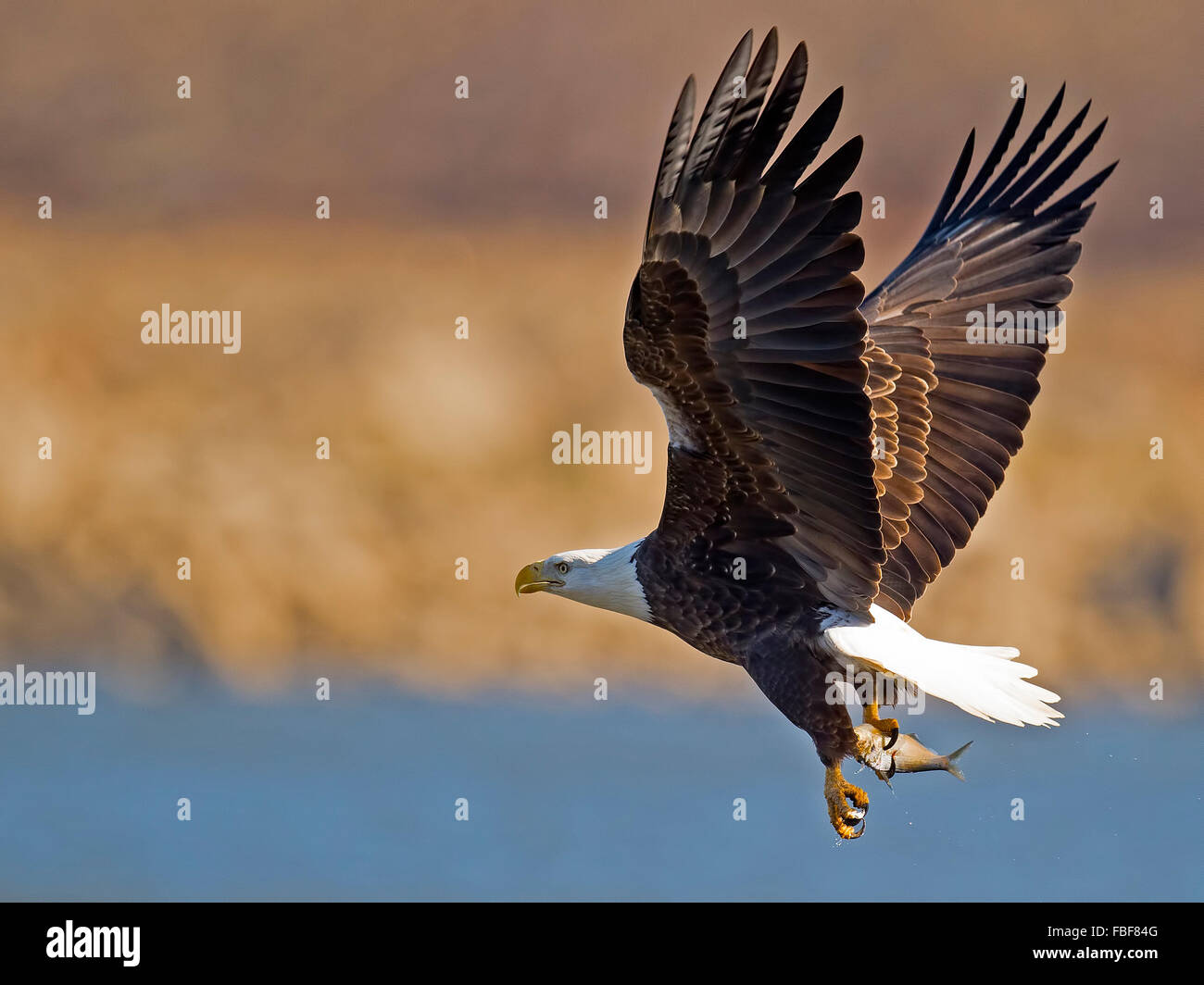 Adler im Flug mit Fisch Stockfoto