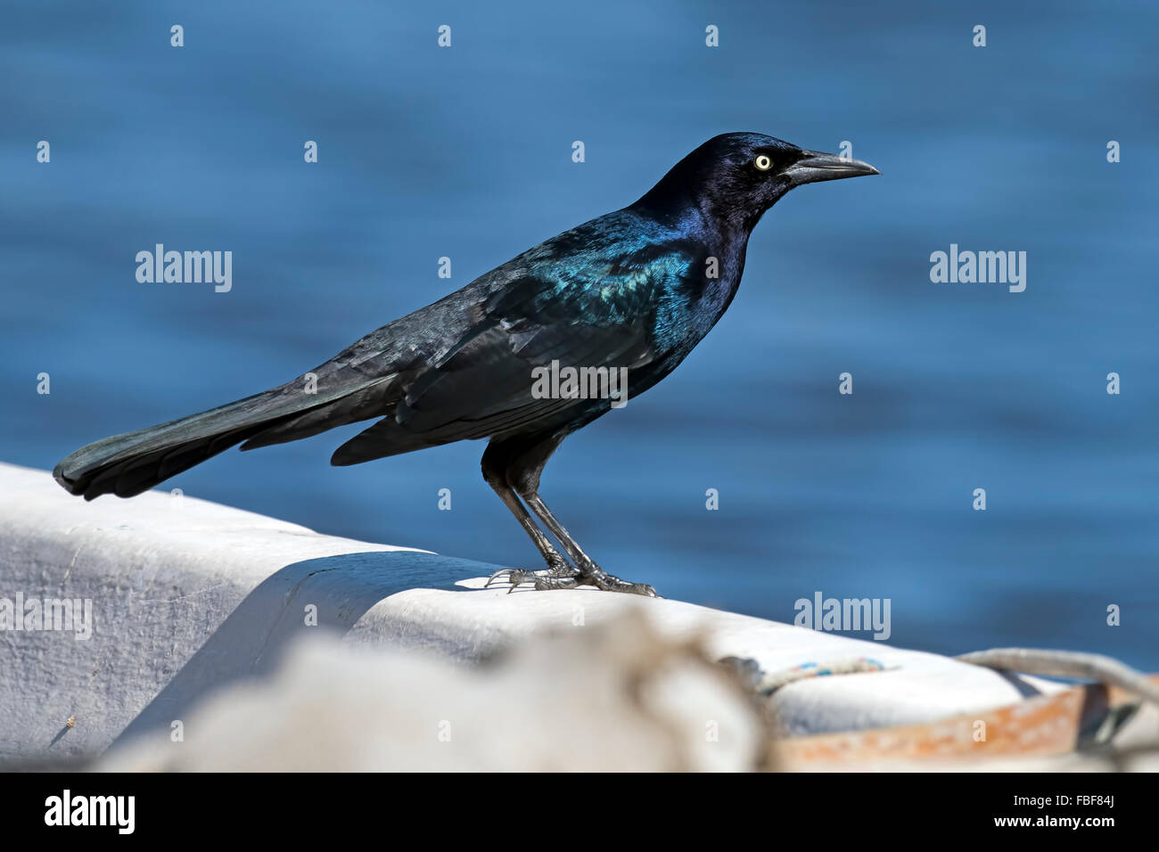 Boot-angebundene Grackle Stockfoto