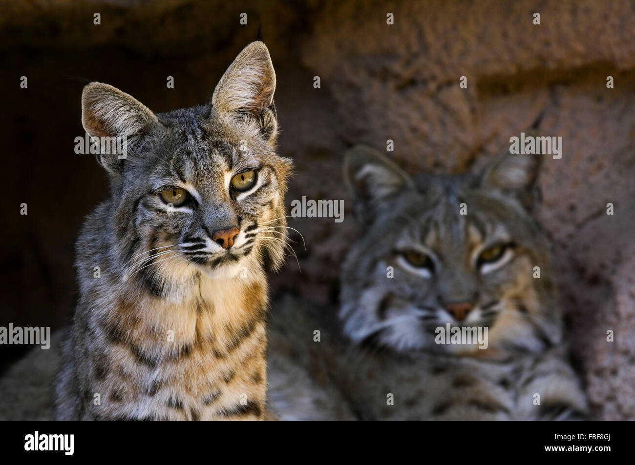 Zwei Luchse (Lynx Rufus / Felis Rufus) ruhen im Schatten am Höhleneingang, ursprünglich aus südlichen Kanada, Nordamerika und Mexiko Stockfoto