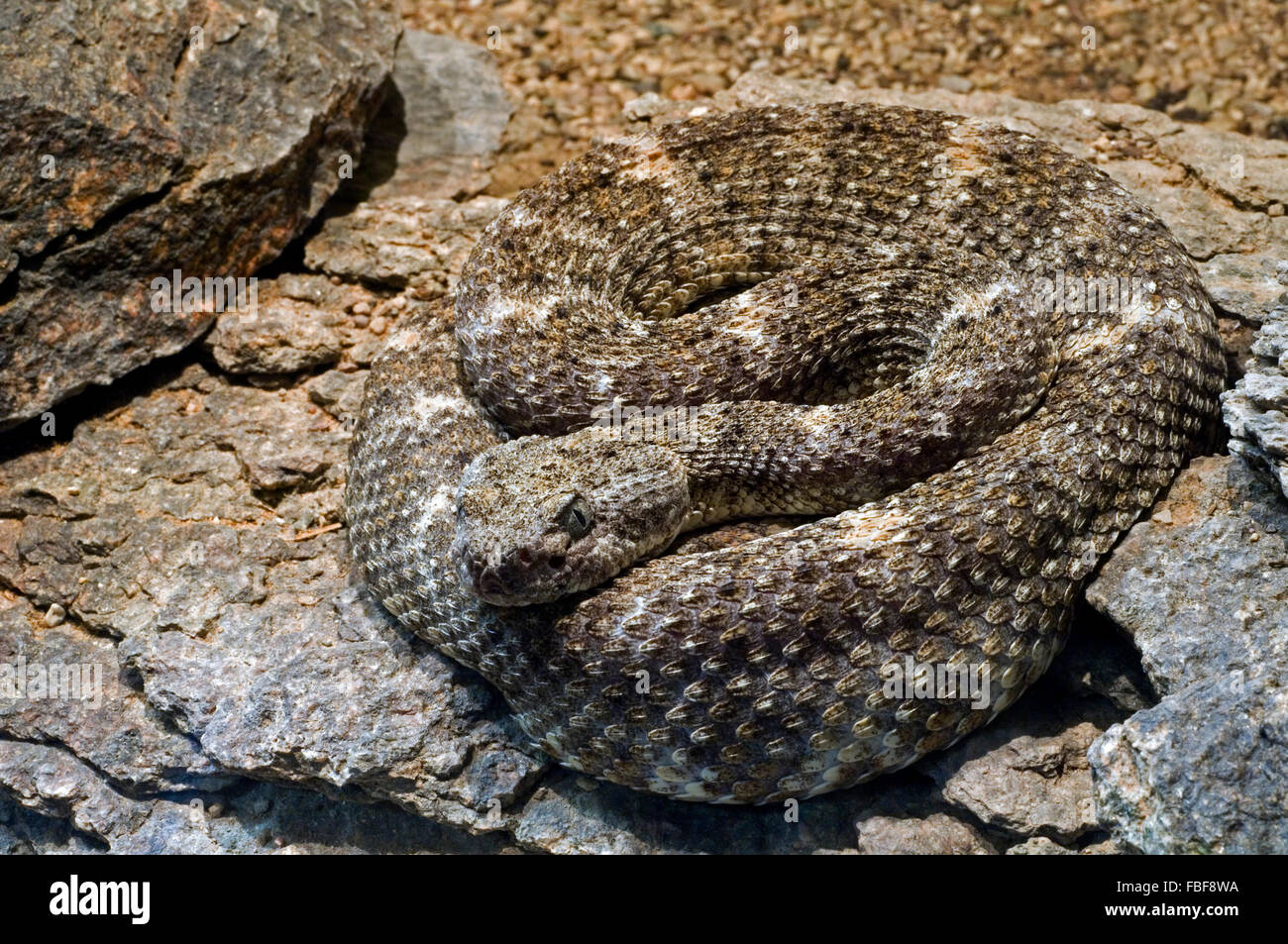 Südwestliche gefleckte Klapperschlange / Mitchells Klapperschlange / blass Rattler (Crotalus Mitchellii Pyrrhus) stammt aus USA und Mexiko Stockfoto