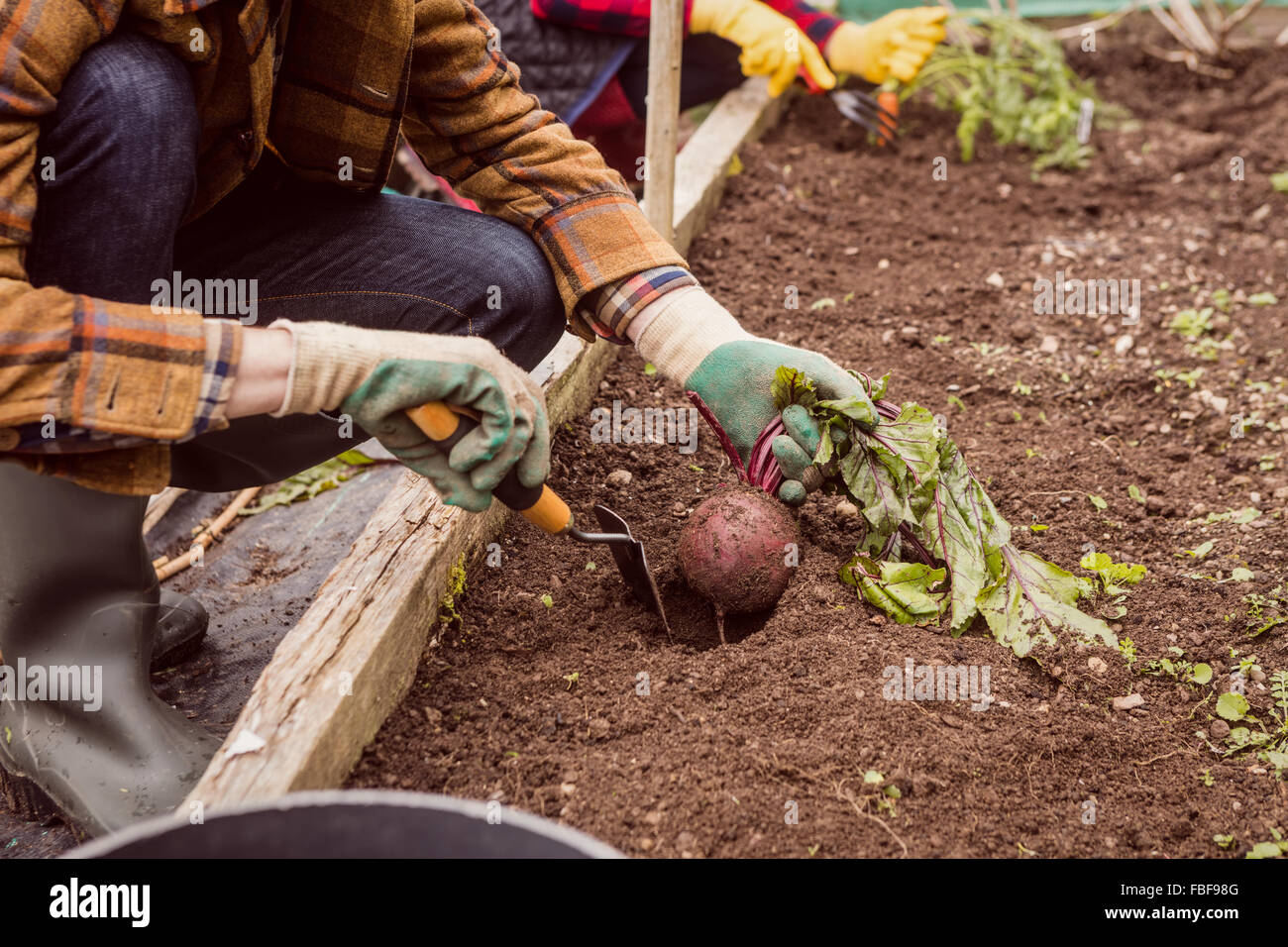 Rote Beete und Karotten aus dem Boden ziehen Stockfoto