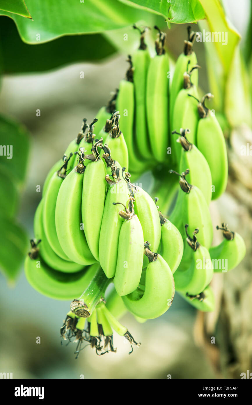 Die Bündel Bananen auf die Palme. Stockfoto