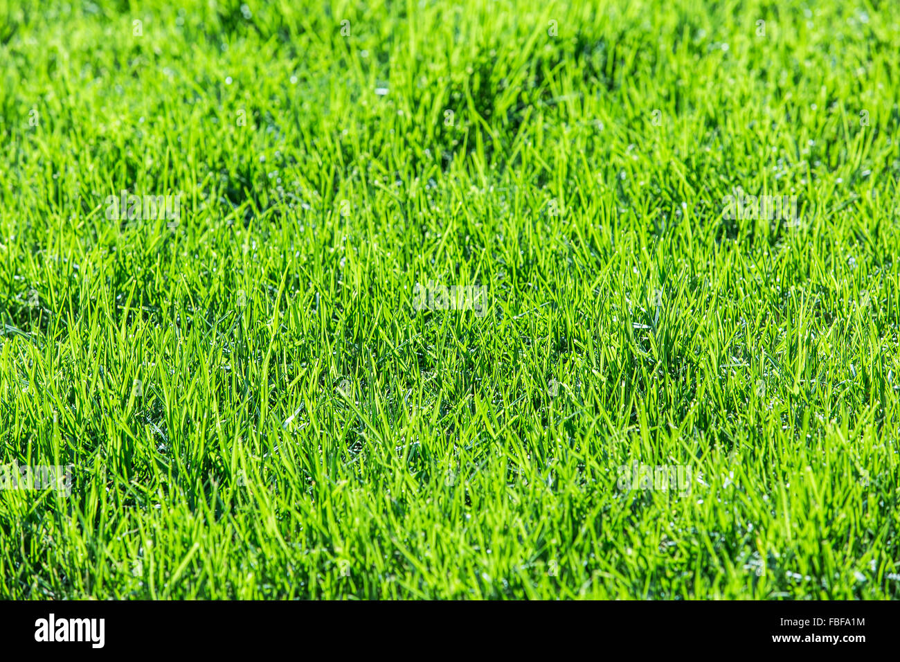 Frischen grünen Rasen. Hautnah. Stockfoto