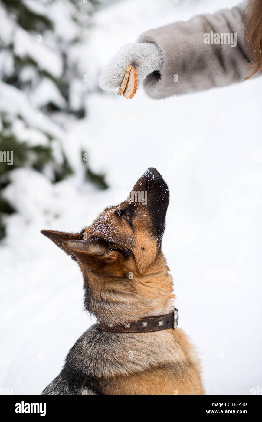 Gehorsame Schäferhund bitten um Nahrung im winter Stockfoto