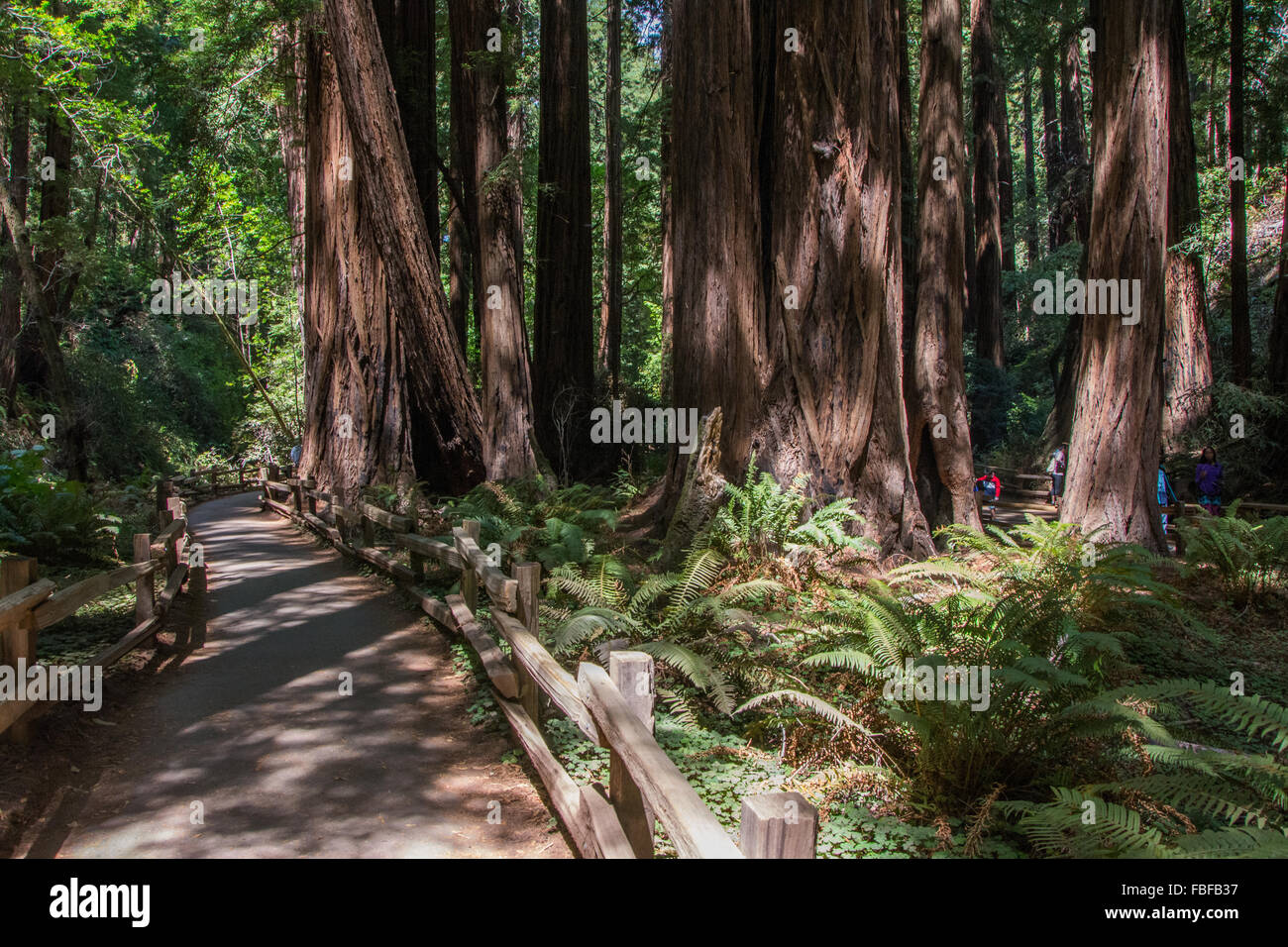 Muir Woods - große Bäume - in der Nähe von San Francisco Stockfoto