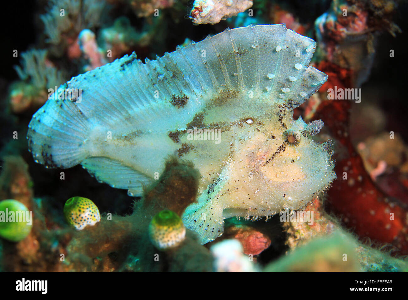 Leaf Drachenköpfe (Taenianotus Triacanthus, aka Schaukelfisch, Paperfish). Flores, Indonesien Stockfoto