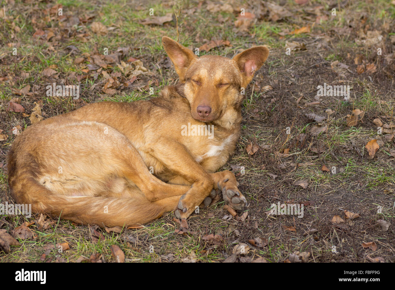 Streunende Hunde die Erholung im freien Heiligabend im eigenen Haus träumen Stockfoto