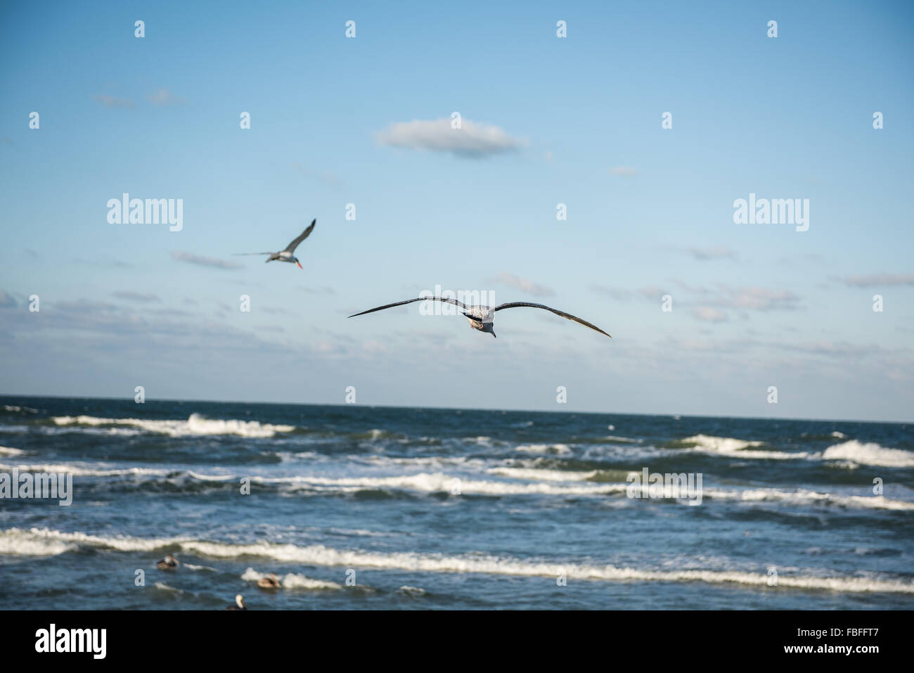 Unreife Ring-billed Gull gleiten vom Ufer mit ausgebreiteten Flügeln in den blauen Himmel über dem Atlantik, Daytona Beach, Florida, USA. Stockfoto