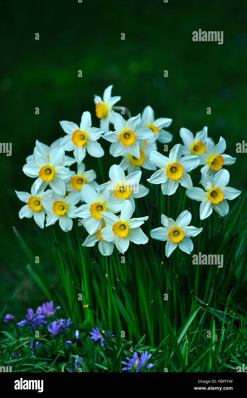 Ein Büschel von perfekten Narzissen im Frühjahr UK Stockfoto