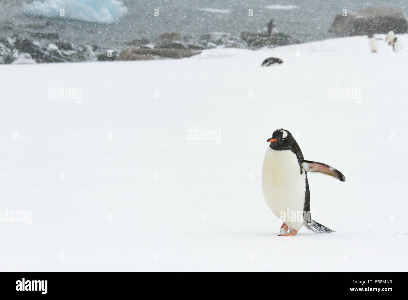 Gentoo Penguin auf verschneiten Ronge Island, Antarktis. Stockfoto