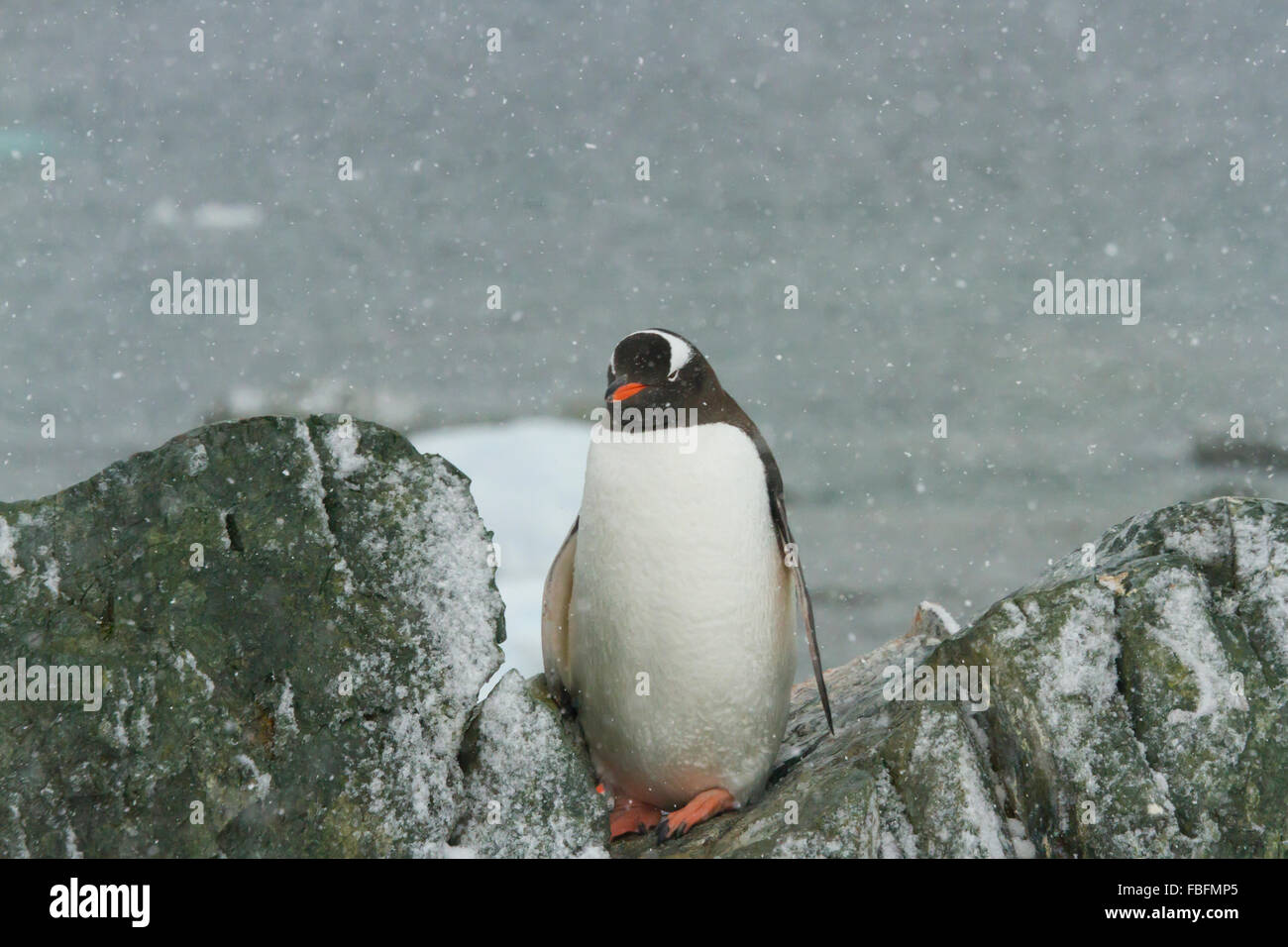 Gentoo Penguin stehen auf Felsen im Schnee auf Ronge Island, Antarktis. Stockfoto