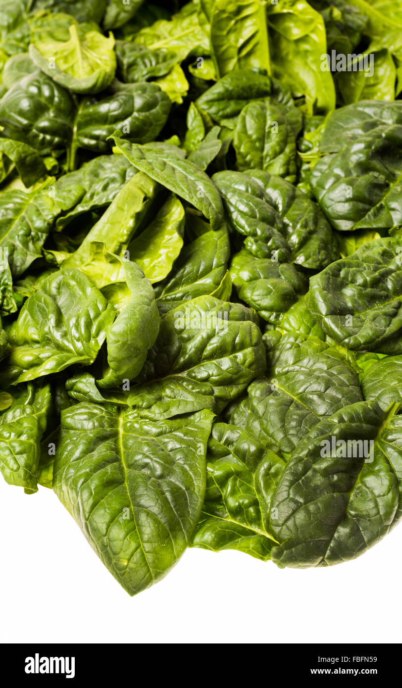 Italienischer Blattspinat, frisch geerntete einzelne Blätter Salat Koch Kochen grüne Greenfood Essen Spinat Gemüse vegetarisches frisch Stockfoto