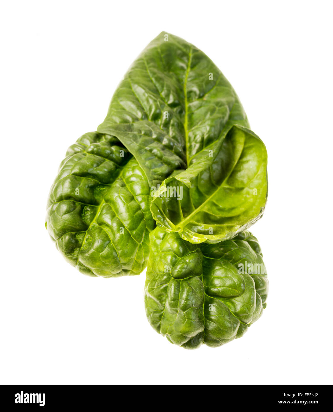 Italienischer Blattspinat, frisch geerntete einzelne Blätter Salat Koch Kochen grüne Greenfood Essen Spinat Gemüse vegetarisches frisch Stockfoto