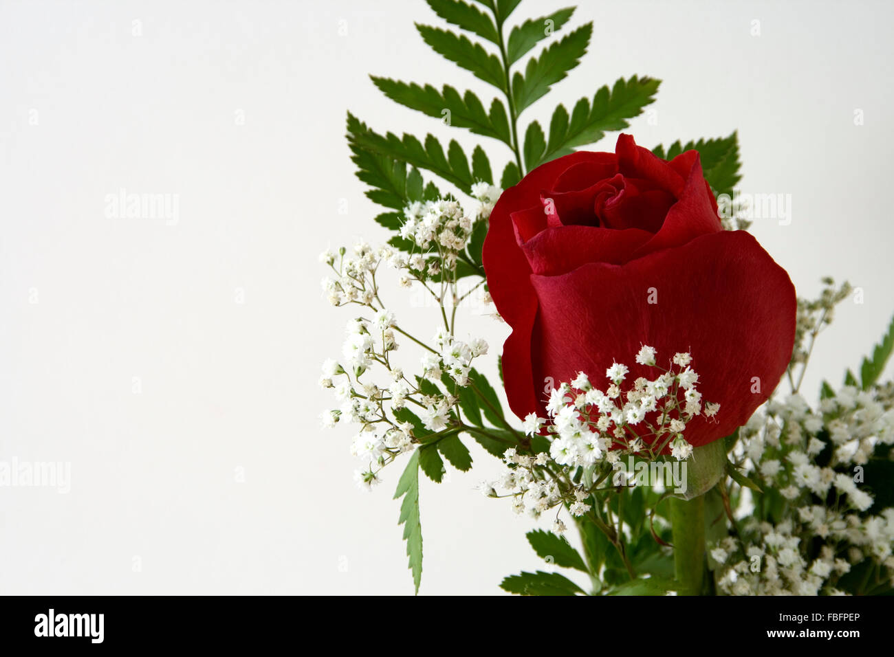 Einzelne rote Rose mit Schleierkraut Stockfotografie