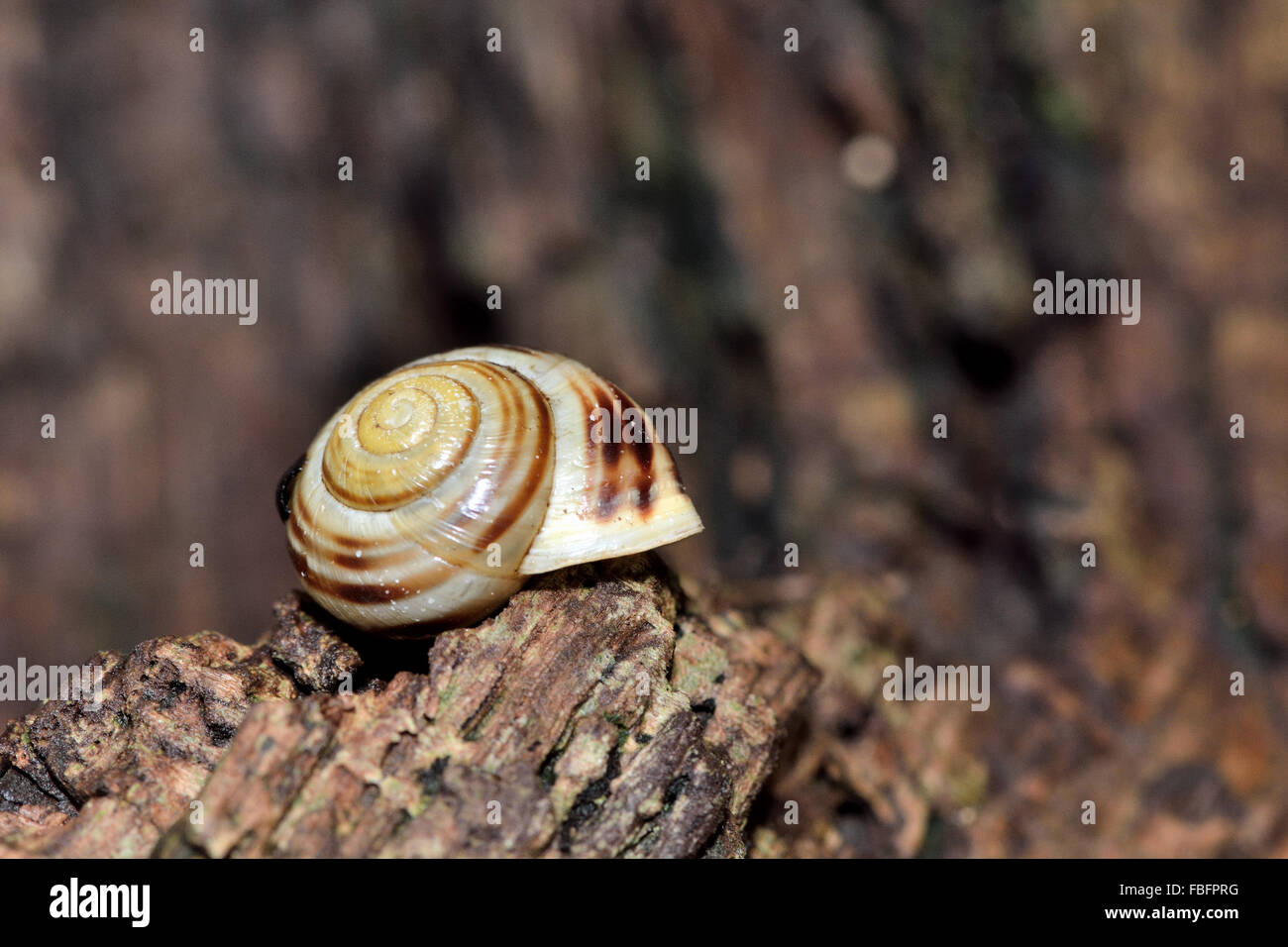 Weißlippen-Schnecke (Bänderschnecken Hortensis). Eine Schnecke in die Familie Helicidae auf abgestorbenem Holz Stockfoto
