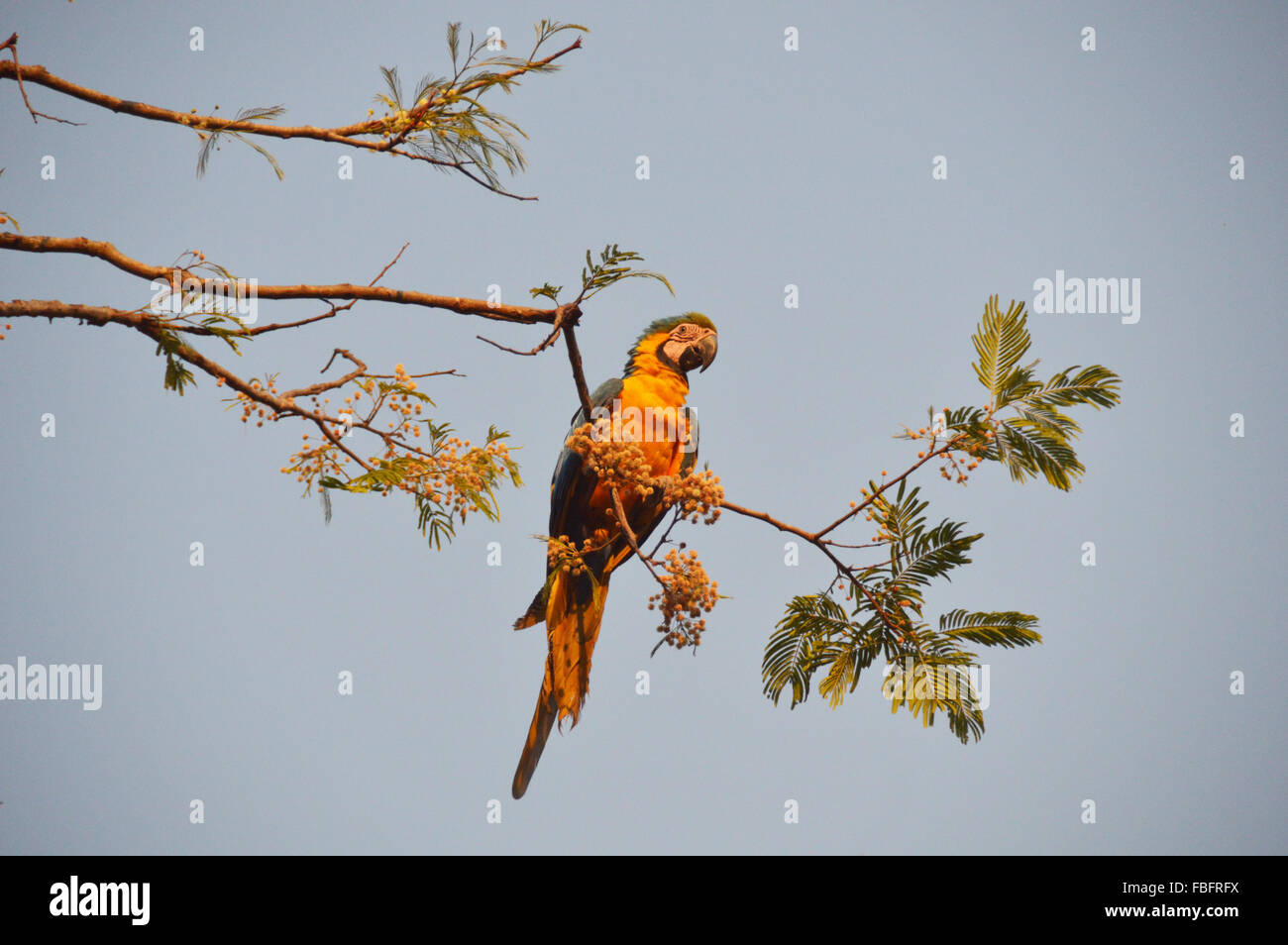 Aras auf einem Baum, brasilianische Fauna, Vögel aus der Steppe, Chapada Dos veadeiros Stockfoto