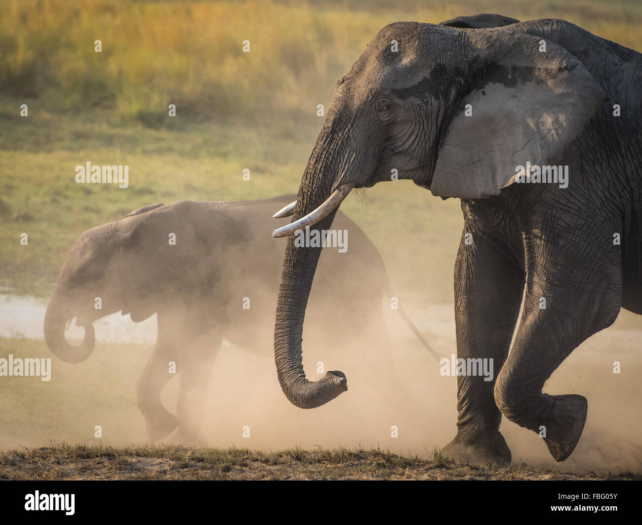 Elefanten (Loxodonta Africana) Staubwolke im Chobe Nationalpark, Botswana Stockfoto