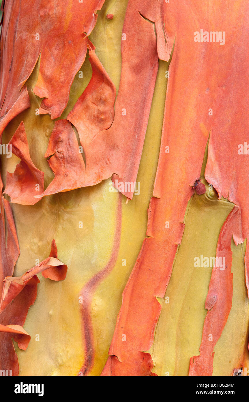 Eine Nahaufnahme der bunten Peeling Rinde und Holz eine pazifische Madrone-Baumes. Stockfoto