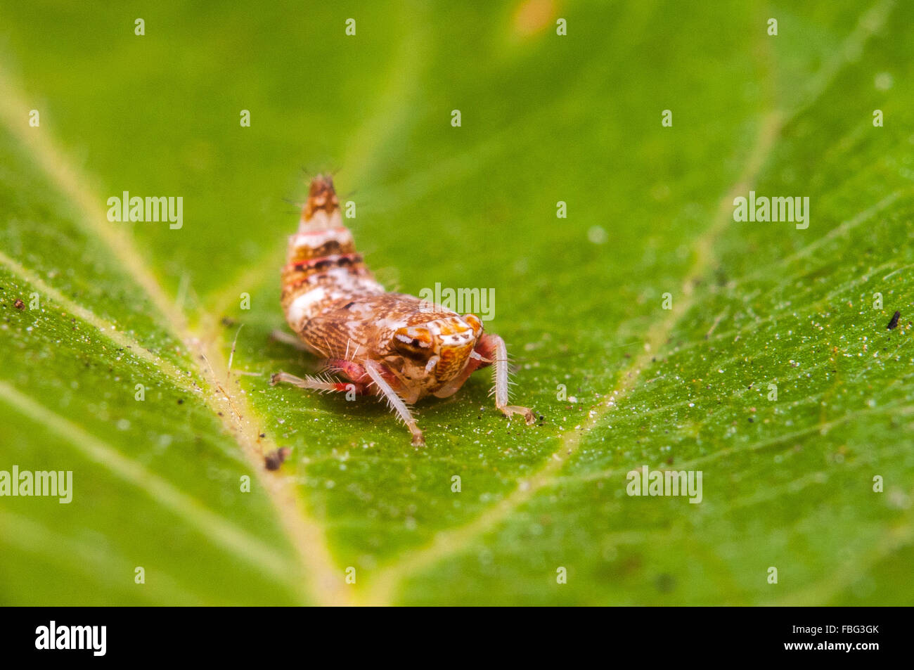 Eine Nahaufnahme von einem juvenilen Blatt-Trichter sitzt auf der Center-lf ein leuchtendes grünes Blatt. Stockfoto