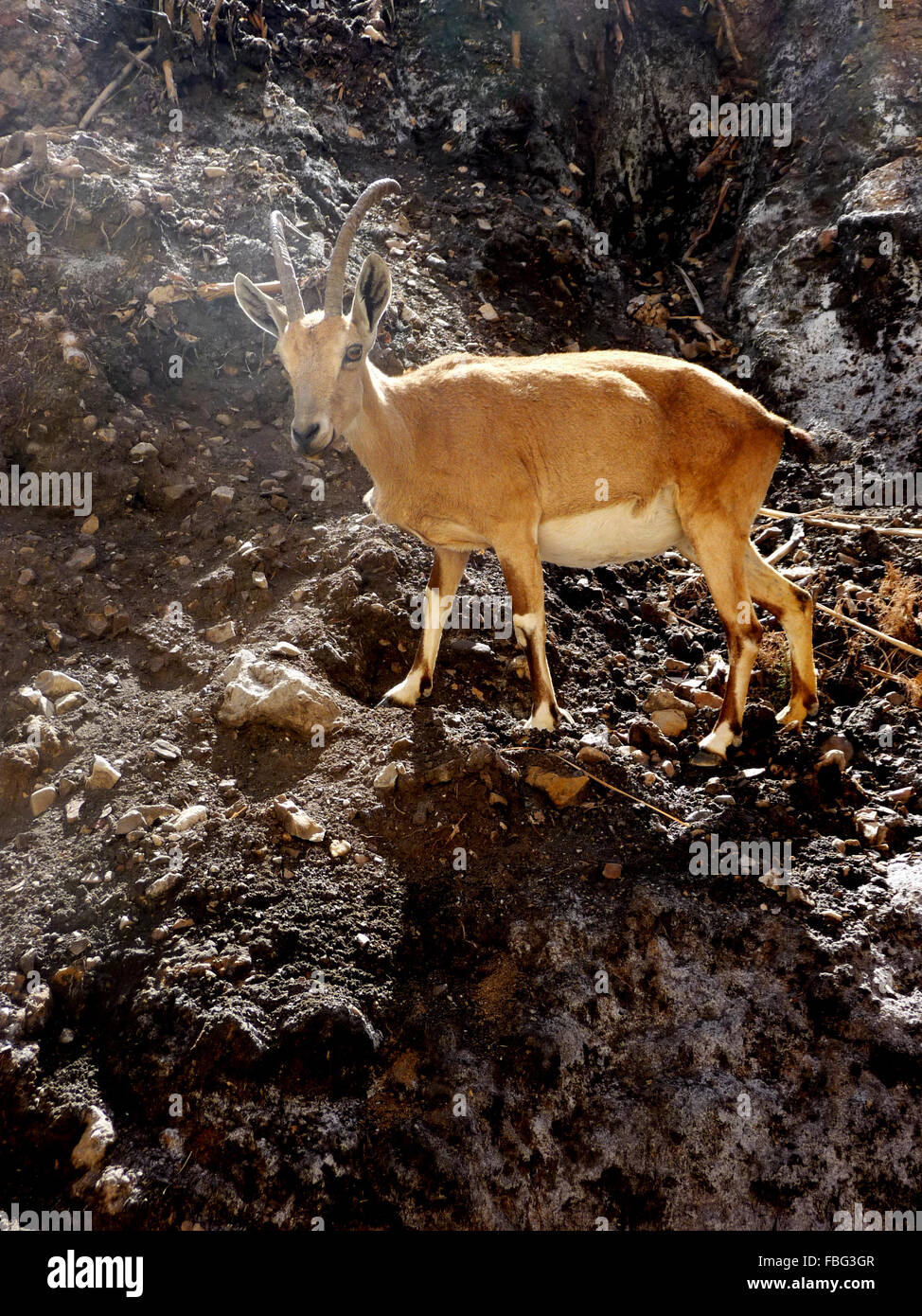 Nubische Steinböcke an einem Berghang aus dem Wanderweg Ein Gedi Natur behalten, Israel Stockfoto