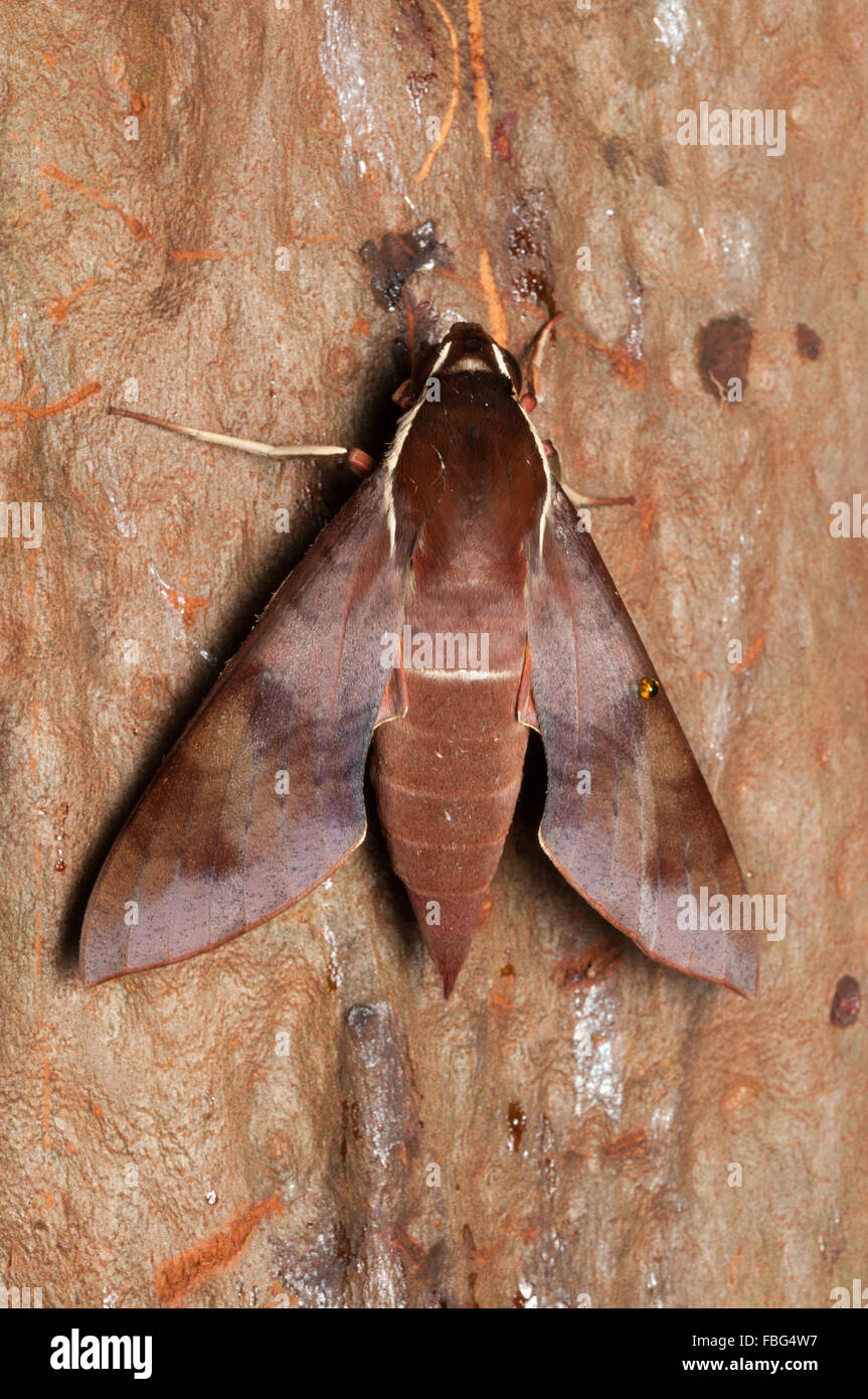 White-Braue Hawk Moth, Gnathothlibus Epochen in Glenbrook, New-South.Wales, Australien. Stockfoto